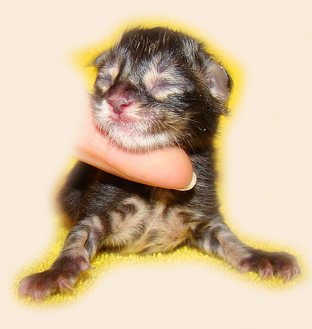     Catsvill County!   !    !       !!!    Catsvill County +7-926-544-74-09     .   ,   ,   ,    ,   ,  ,     ,   -,    ,   !